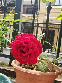一朵红花
