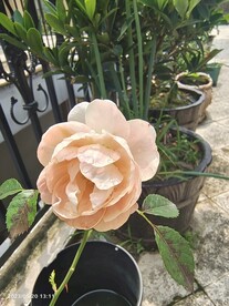 白月季花