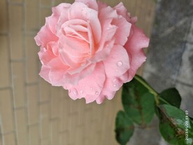 变色月季