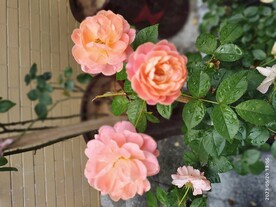 粉月季