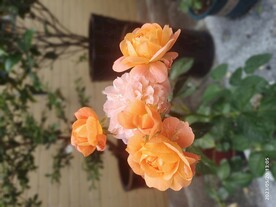 鲜花月季
