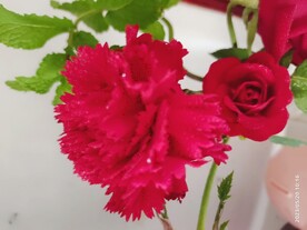 鲜花