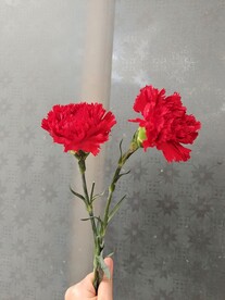 康乃馨