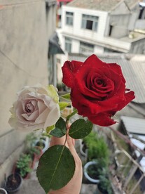 月季花