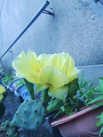 仙人掌开花
