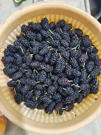 桑葚