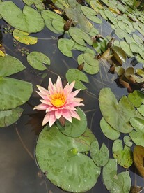 莲叶莲花