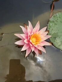 一朵莲花