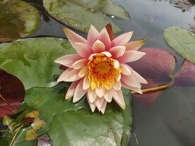 睡莲莲花