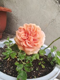 月季花