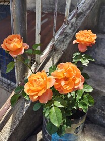 月季花