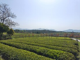 茶园