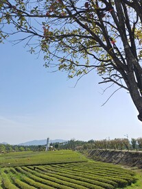 茶园