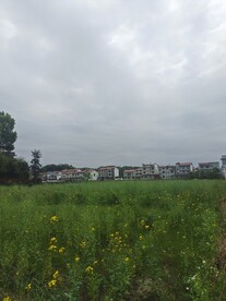 油菜地