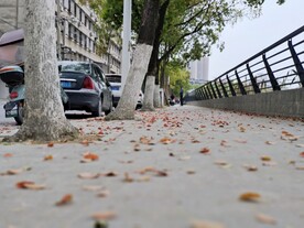 落叶
