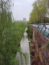 垂柳