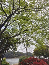 树下