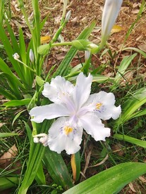 蝴蝶花