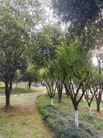 小树林