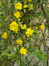 迎春花
