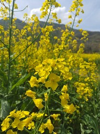 油菜花