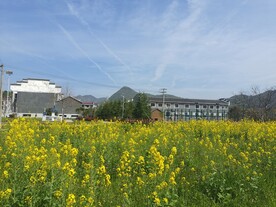 油菜花