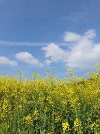 油菜花