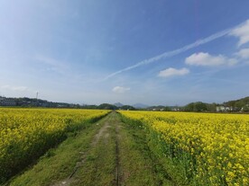 油菜花