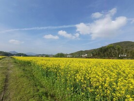 油菜花 