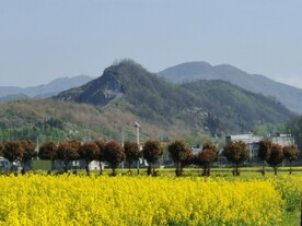 油菜田