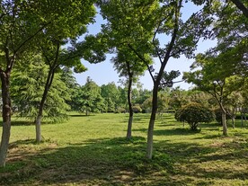 公园小树林