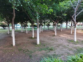 公园小树林