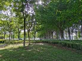 公园树林草坪