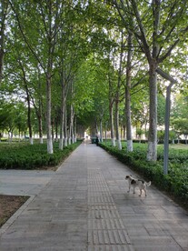 公园小路