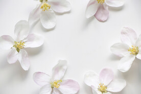苹果花