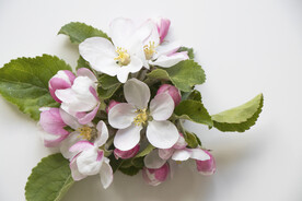 苹果花