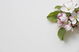 苹果花