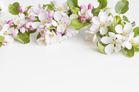 苹果花