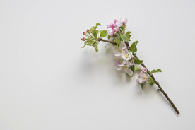 苹果花