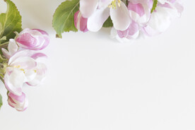 苹果花
