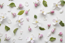 苹果花花瓣