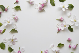 苹果花瓣