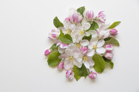 苹果花