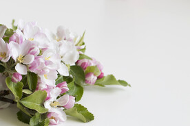 苹果花