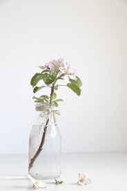 苹果花