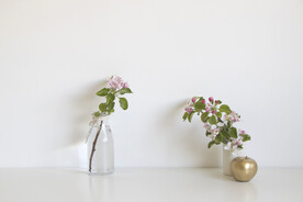苹果花