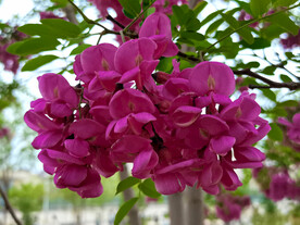香花槐