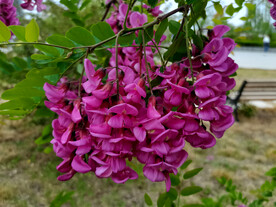 香花槐