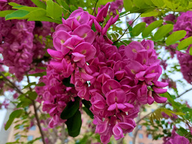 香花槐
