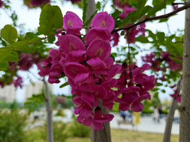 香花槐